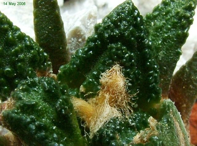 Ariocarpus_ bravoanus _ssp.hintonii_ 03